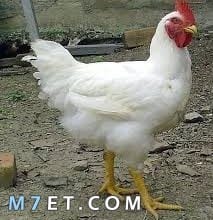 Photo of اسعار الدجاج اليوم في السوق المصري