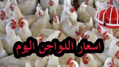 Photo of سعر كيلو الفراخ البيضاء اليوم – بورصة الدواجن