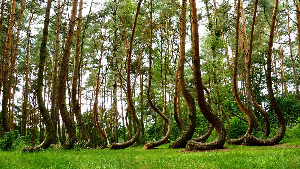 الغابات الملتوية – بولندا