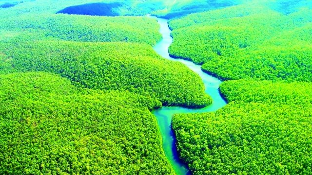 غابة الأمازون – البرازيل