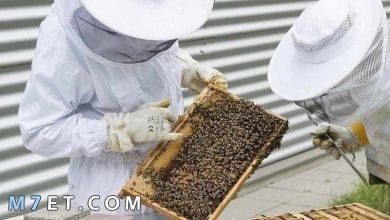 Photo of طرق تربية النحل للمبتدئين وطرق اختيار المكان