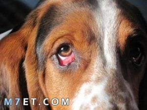 علاج الجفن الثالث عند الكلاب