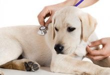Photo of علاج براغيث الكلاب وخطر لدغاتها