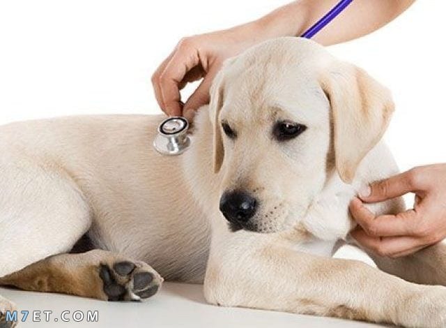 علاج براغيث الكلاب