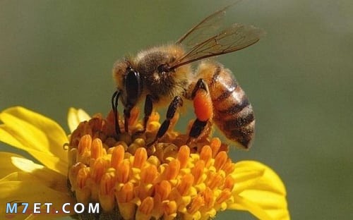 طرق تربية النحل للمبتدئين