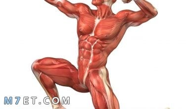 Photo of تعرف على اقوى عضلة في جسم الانسان ووظفيتها