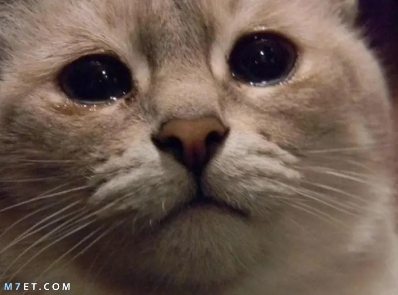 لماذا تبكي القطط ؟ 