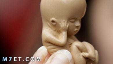 Photo of هل يؤدي زيت الزيتون للاجهاض