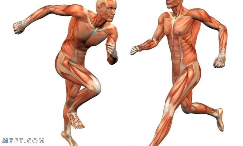 ما هي اقوى عضلة في جسم الانسان