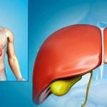 ما هي وظيفة المرارة في جسم الإنسان