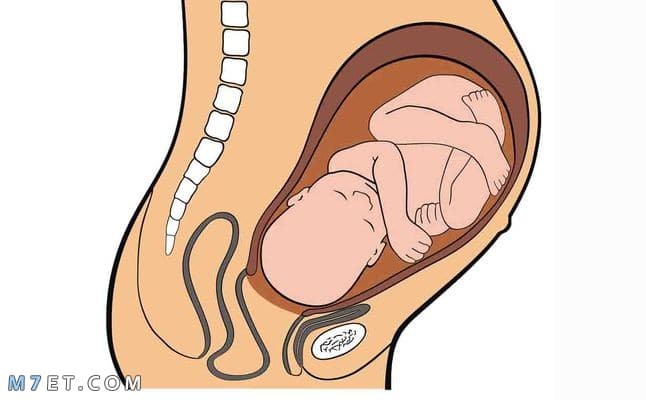 علامات نزول الجنين في الحوض في الشهر الخامس malayansal