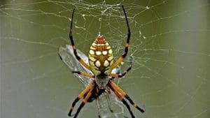 وصفات طبيعية للحد من انتشار العنكبوت