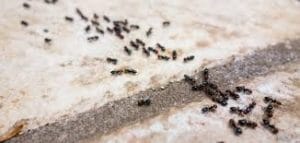 اسباب ظهور النمل بكثرة في المنزل
