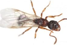 Photo of اسباب ظهور النمل في المنزل وطرق آمنة للتخلص من النمل نهائياً