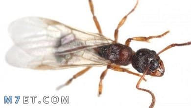 Photo of اسباب ظهور النمل في المنزل وطرق آمنة للتخلص من النمل نهائياً
