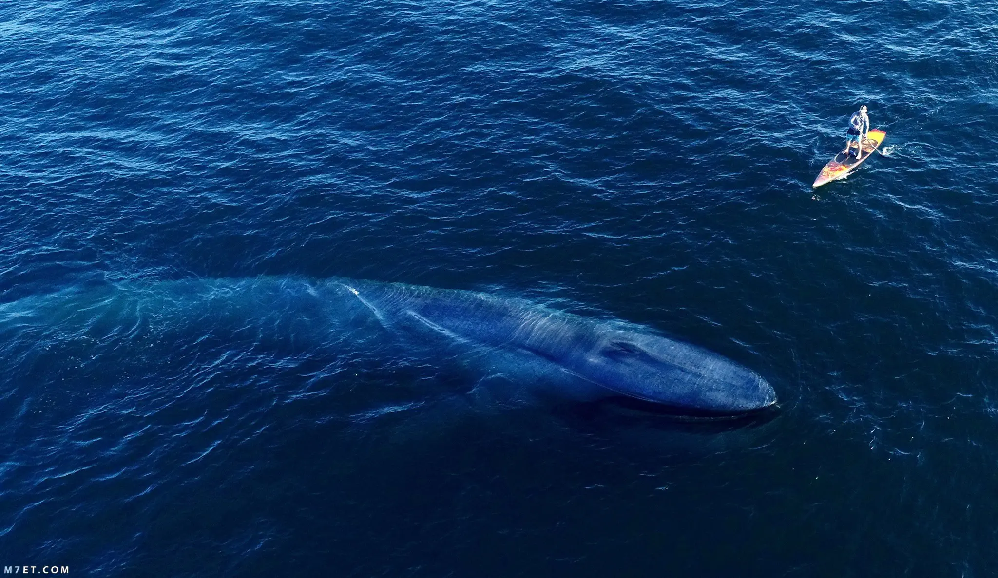 معلومات عن الحوت الأزرق
