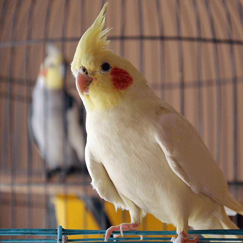 انواع طيور الزينة ونصائح في التربية والحفاظ عليها