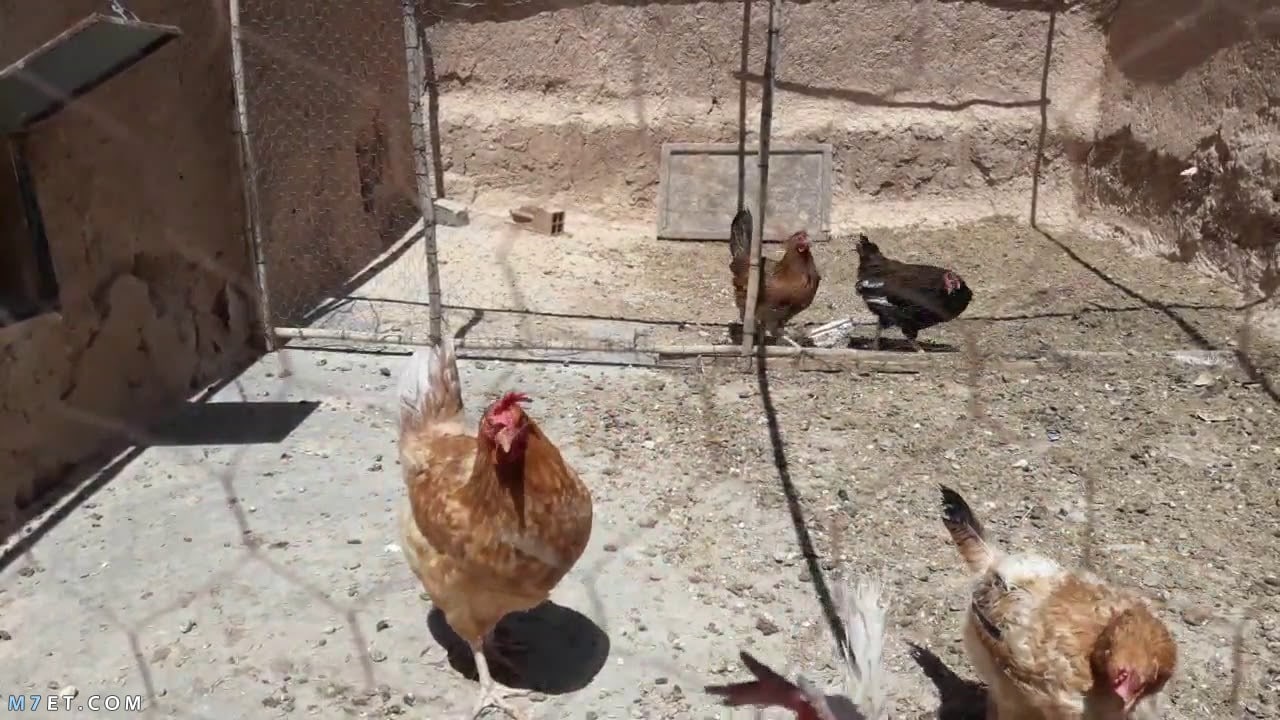 تربية الدجاج في المنزل