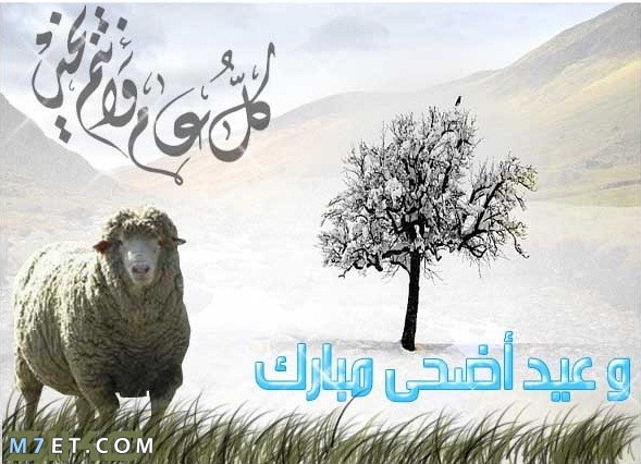 اجمل صور خروف العيد
