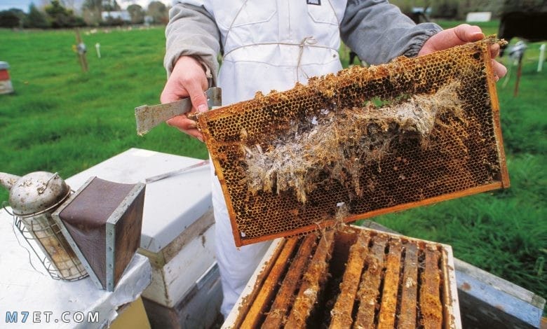 طريقة تربية النحل من الألف إلى الياء