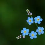 صور خلفيات ورود HD طبيعية وجديدة