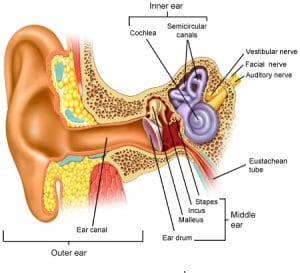 التهابات الأذن