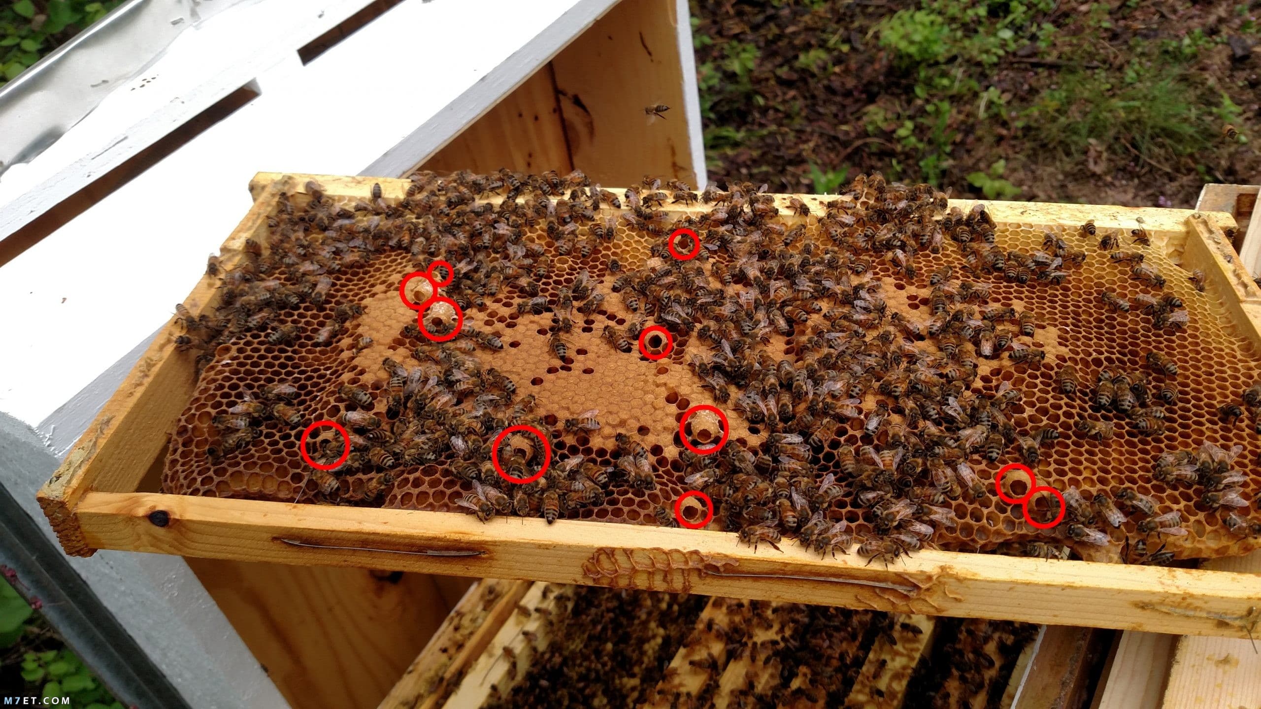 طريقة تربية النحل من الألف إلى الياء