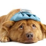 أشهر امراض الكلاب وعلاجها بسرعة