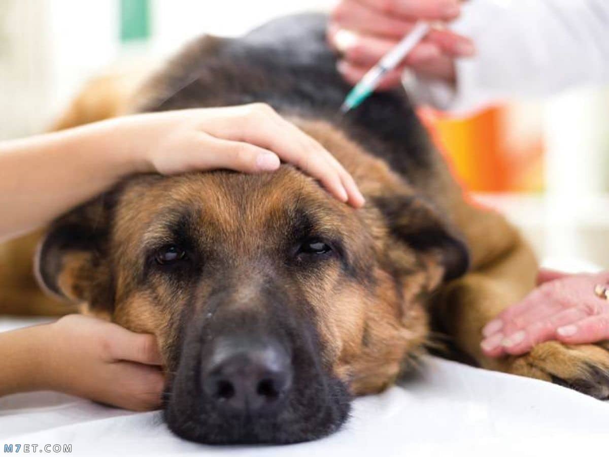 امراض الكلاب وعلاجها