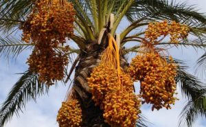 تفسير حلم البلح الاصفر للمتزوجه٢ صورة رقم 1