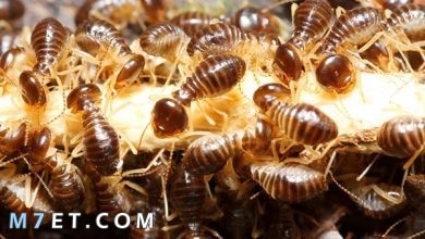Photo of ظهور النمل الابيض في البيت أسبابه وعلاجه