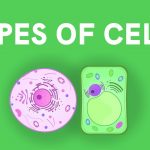 انواع الخلايا الحيوانية والنباتية والشمسية والعصبية