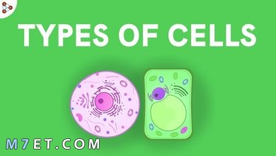 Photo of انواع الخلايا الحيوانية والنباتية والشمسية والعصبية