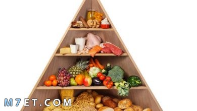 Photo of مما يتكون الهرم الغذائي وما هي أهميته