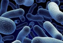 Photo of أمراض البكتيريا | وانواعها المختلفة