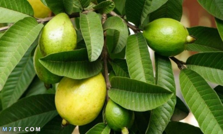فوائد ورق الجوافة المتنوعة وعلاقته بالجنس