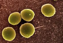 Photo of انواع البكتيريا في جسم الانسان وابرز 3 اشكال للبكتيريا