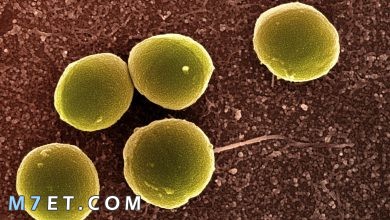 Photo of انواع البكتيريا في جسم الانسان وابرز 3 اشكال للبكتيريا