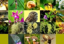 Photo of أهمية التنوع الحيوي | أنواعه | طرق المحافظة على التنوع الحيوي