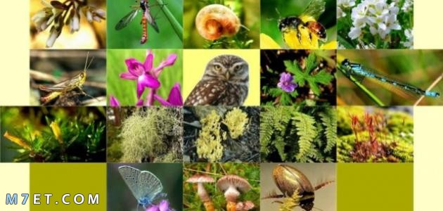 أهمية التنوع الحيوي