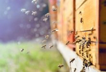 Photo of طرق فعالة في التخلص من النحل بالمنزل واهم 4 أشياء يكرها النحل