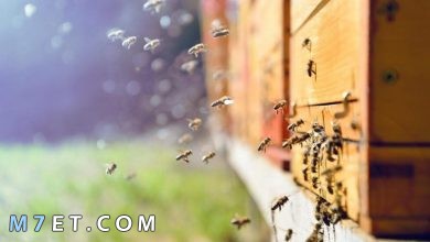 Photo of طرق فعالة في التخلص من النحل بالمنزل واهم 4 أشياء يكرها النحل