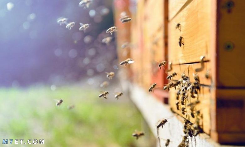 التخلص من النحل
