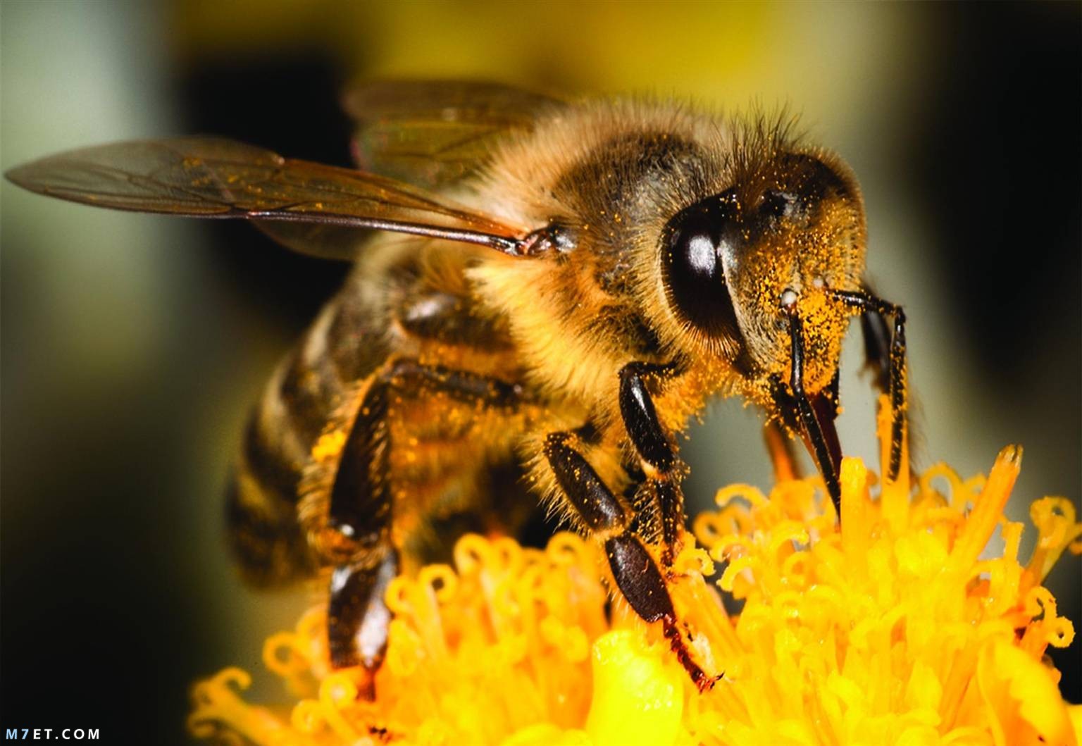 التخلص من النحل