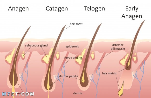 مراحل نمو الشعر