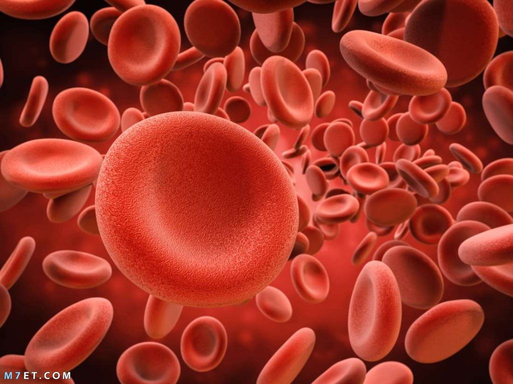 اسباب فقر الدم لدى النساء وأهم 7 أنواع لفقر الدم