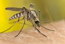 Photo of طرق التخلص من الناموس بالاعشاب| 3 وصفات للتخلص من الناموس والحشرات الطائرة