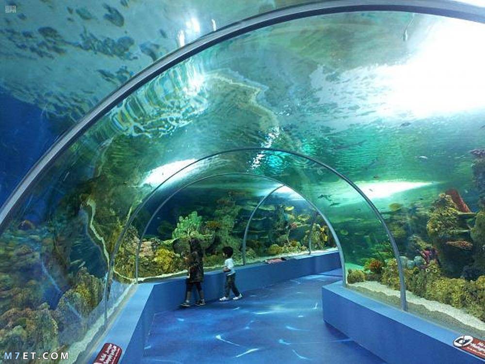 متحف الأحياء المائية.