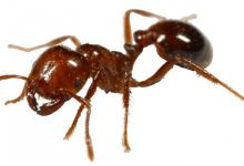 Photo of سبب وجود النمل في البيت