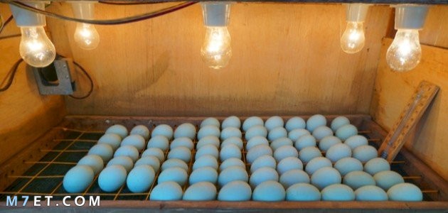 صنع فقاسة بيض منزلية